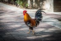 Создать мем Петух из Большого Сити