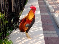  петух, key west, florida, Мем Петух из Большого Сити