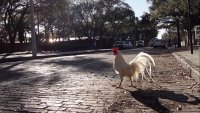 Создать мем Петух из Большого Сити