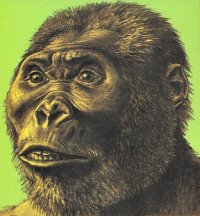  примат, Мем Приматопитек