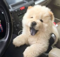 Создать мем They Will Go With You On Any Trip