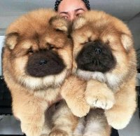 Создать мем Two dogs better than one