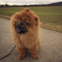 Создать мем Walks on fresh air will help you