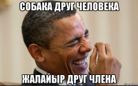 собака друг человека жалайыр друг члена
