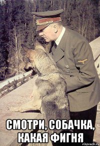  смотри, собачка, какая фигня