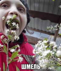  шмель
