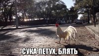  сука петух, блять