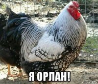 я орлан!
