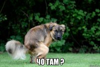  чо там ?