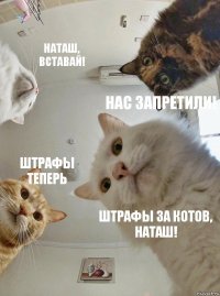 Наташ, вставай! Нас запретили! Штрафы теперь Штрафы за котов, Наташ!