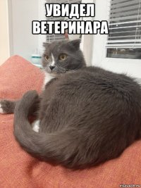 увидел ветеринара 