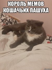 король мемов кошачьих пашуха 