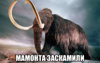  мамонта заскамили