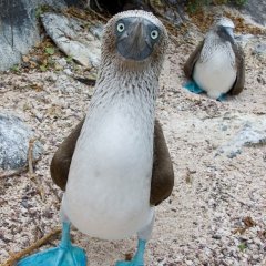 BlueFootedBooby