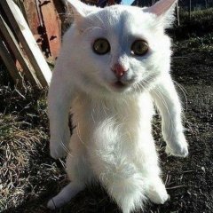 Быдло кот