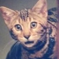 Cat А что если