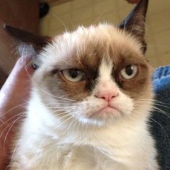 Grumpy Cat