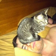 Кот-на-лице