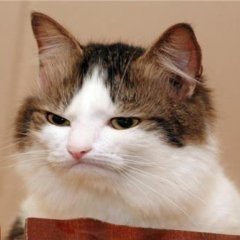 кот