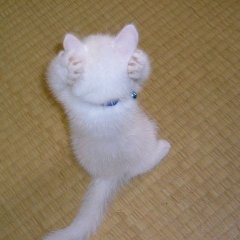 Котэ