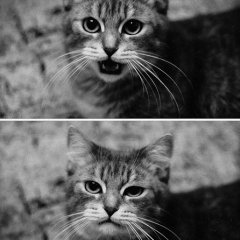 котег