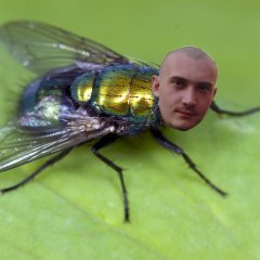 муха
