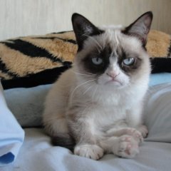 Печальный кот