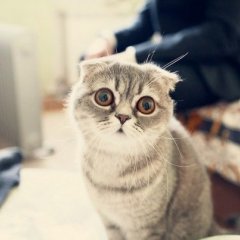 просто кот