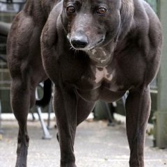 пёс