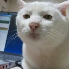 Серьезный кот
