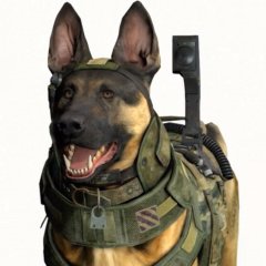 собака из CoD