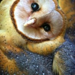 сова