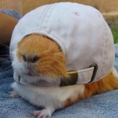 2323