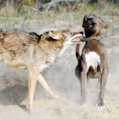 атака