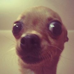 догги