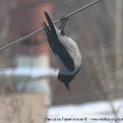 фтопку всё сегодня я летучая мыш