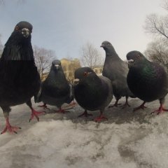 голубь