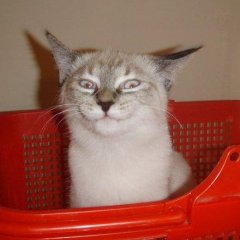 Хитрый кошак