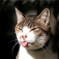 кот с языком