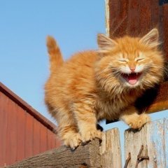 кот