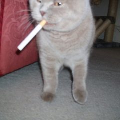 Кот