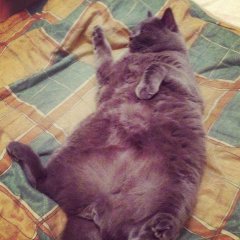 КотО