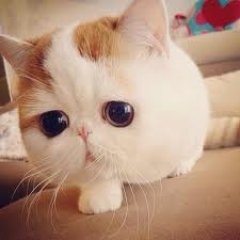 Няшный кот