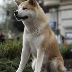 О
