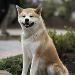 Режим хатико включен