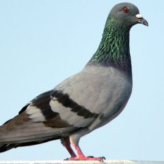 7778