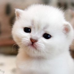 Котейка