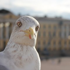 chayka