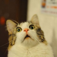 кака
