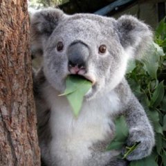 коала